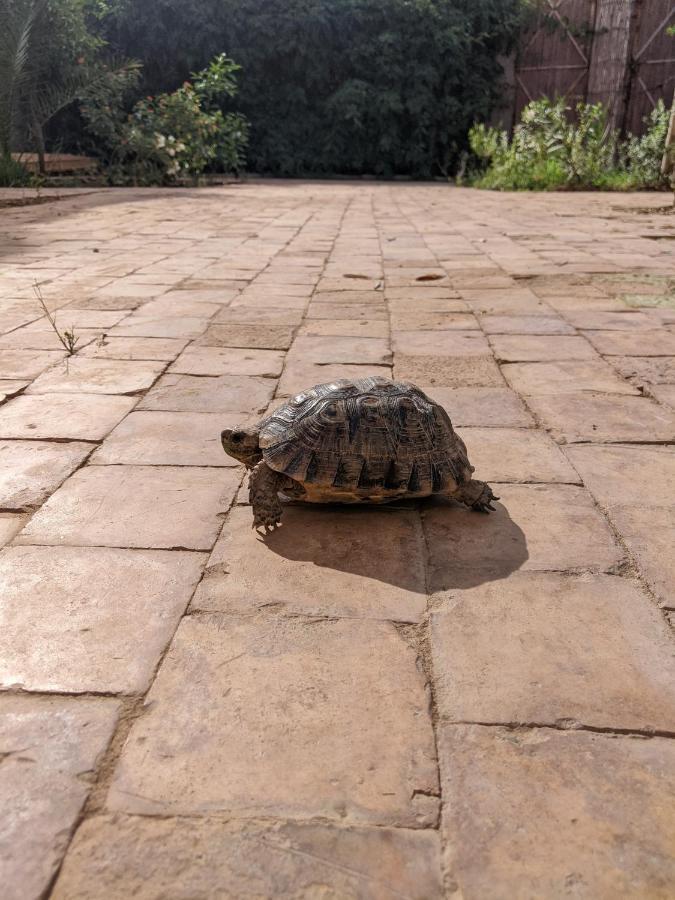 Willa Dar Saafia Marrakesz Zewnętrze zdjęcie